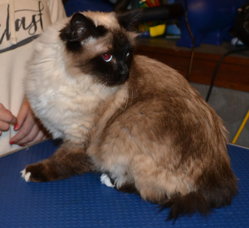 Marly is a Sealpoint Ragdoll pampered by Kylies cat Grooming Services Also All Size Dogs