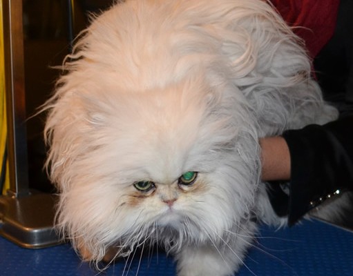 Before shot- Yiota is a 6 month old Persian breed who had to be shaved down due to most of her fur being matted to the skin.  Pamapered by Kylies Cat Grooming Services Also All Size Dogs.