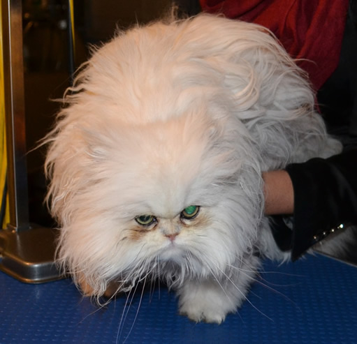 Before shot- Yiota is a 6 month old Persian breed who had to be shaved down due to most of her fur being matted to the skin. Pamapered by Kylies Cat Grooming Services Also All Size Dogs.