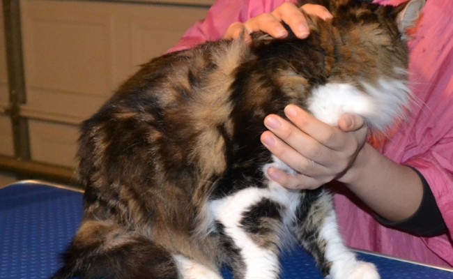 Tiger is a Medium Length Hair Female Tabby, pampered by Kylies Cat Grooming Services Also All Size Dogs