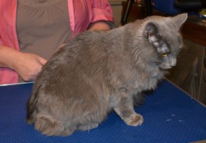 Before - River is a Russian Blue X who came in to have belly, bum and feet clipped, nails clipped with Purple Softpaw Nail Caps and fur raking. ampered by Kylies Cat Grooming Services Also All Size Dogs.
