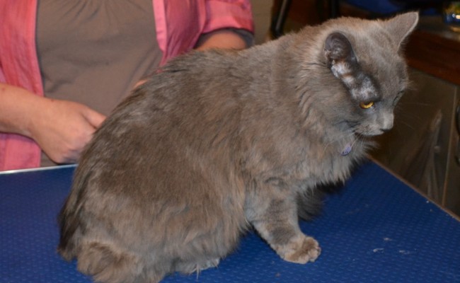 Before – River is a Russian Blue X who came in to have belly, bum and feet clipped, nails clipped with Purple Softpaw Nail Caps and fur raking.  ampered by Kylies Cat Grooming Services Also All Size Dogs.