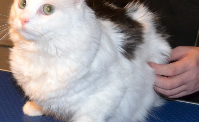 Before – Erick the Norweigan Forest cat came in for a fur rake. Pampered by Kylies Cat Grooming services Also All Size Dogs.
