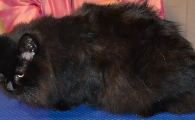 Pepa is a Ragdoll x Russian Blue breed, wearing Blue Softpaw nail Caps. Pampered by Kylies Cat Grooming Services Also All Size Dogs.