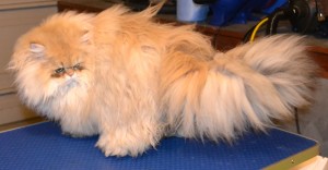 Luigi is a 9 month old Chinchilla Persian. Pampered by Kylies cat Grooming Services Also All Size Dogs.