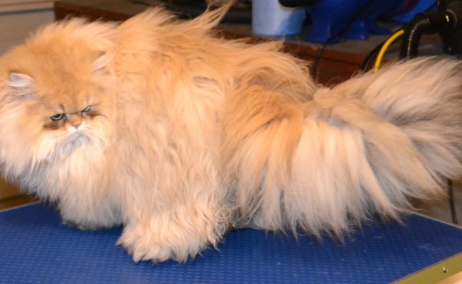 Luigi is a 9 month old Chinchilla Persian. Pampered by Kylies cat Grooming Services Also All Size Dogs.