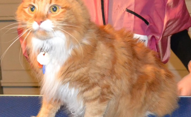 Charlie Mustard is a Mainecoon Breed pampered by Kylies Cat Grooming Services Also All Size Dogs