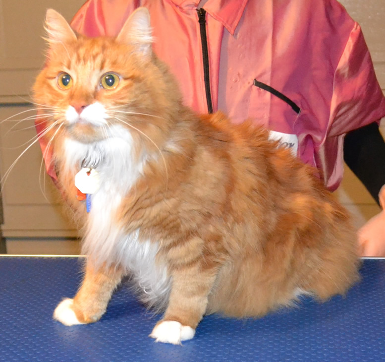 Charlie Mustard is a Mainecoon Breed pampered by Kylies Cat Grooming Services Also All Size Dogs
