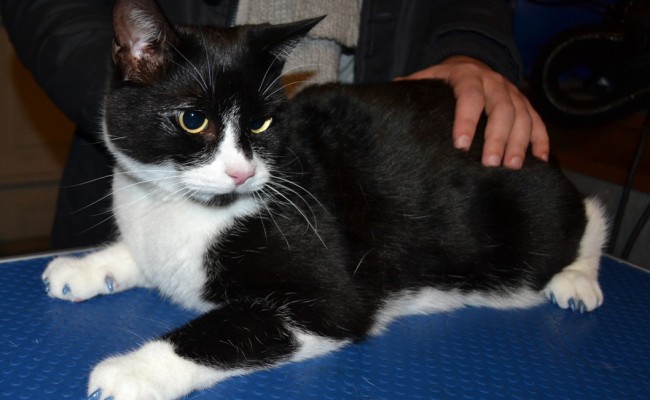 Pepe is a Short Hair Domestic breed who came in for some Glitter Blue Softpaw nail caps, pampered. by Kylies Cat Grooming Services Also All Size Dogs