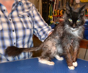 Before shot - Sam is a 17 year old Norwegian Forest Cat who has Hyperthyroidism for the last 2 years which makes him very thin and also makes his fur all greasy as he is now a sweater. Pampered by Kylies Cat Grooming Services Also All Size Dogs.