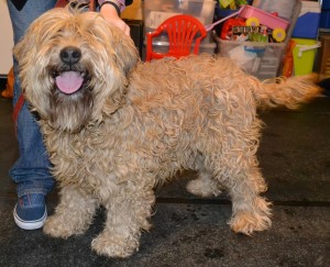 Jazabell is a Soft Coated Wheaten Terrier pampered by Kylies Cat Grooming Services Also All Size Dogs