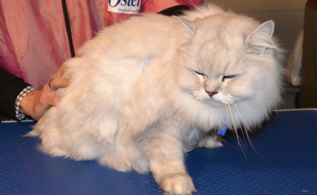 Before – Fairfax is a Australian Tiffanie breed. He came in for a fur raking, wash n blowdry, nails clipped and some Softpaw nail caps. Pampered by Kylies Cat Grooming Services Also All Size Dogs.
