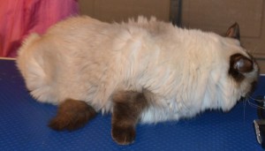 helby is a Sealpoint Ragdoll breed. Pampered by Kylies Cat Grooming Services Also All Size Dogs
