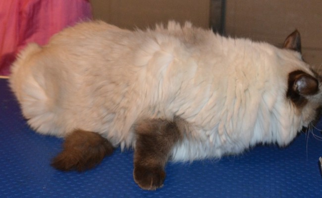 helby is a Sealpoint Ragdoll breed. Pampered by Kylies Cat Grooming Services Also All Size Dogs