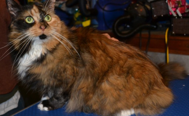 Minka is a Long hair Domestic Breed pampered by Kylies Cat Grooming Services Also All Size Dogs