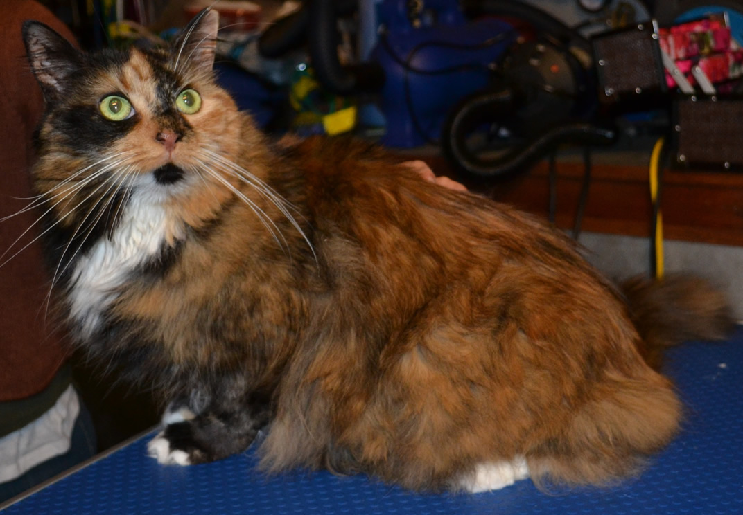 Minka is a Long hair Domestic Breed pampered by Kylies Cat Grooming Services Also All Size Dogs