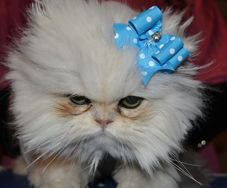 Yiota is a 6 month old Persian breed who had to be shaved down due to most of her fur being matted to the skin. Pamapered by Kylies Cat Grooming Services Also All Size Dogs.