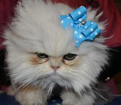 After shot – Yiota is a 6 month old Persian breed who had to be shaved down due to most of her fur being matted to the skin.  Pamapered by Kylies Cat Grooming Services Also All Size Dogs.