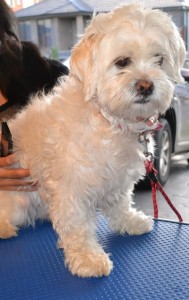 Zelda is a Shih Tzu x Bichon Frise pampered by Kylies cat Grooming Services Also All Size Dogs.