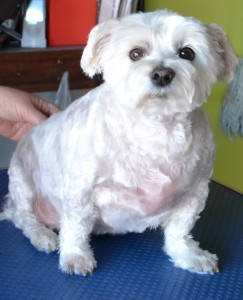 Pebbles is a Maltese Terrier pampered by Kylies Cat Grooming Services Also All Size Dogs