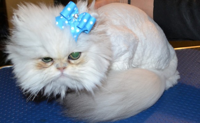 After shot – Yiota is a 6 month old Persian breed who had to be shaved down due to most of her fur being matted to the skin.  Pamapered by Kylies Cat Grooming Services Also All Size Dogs.