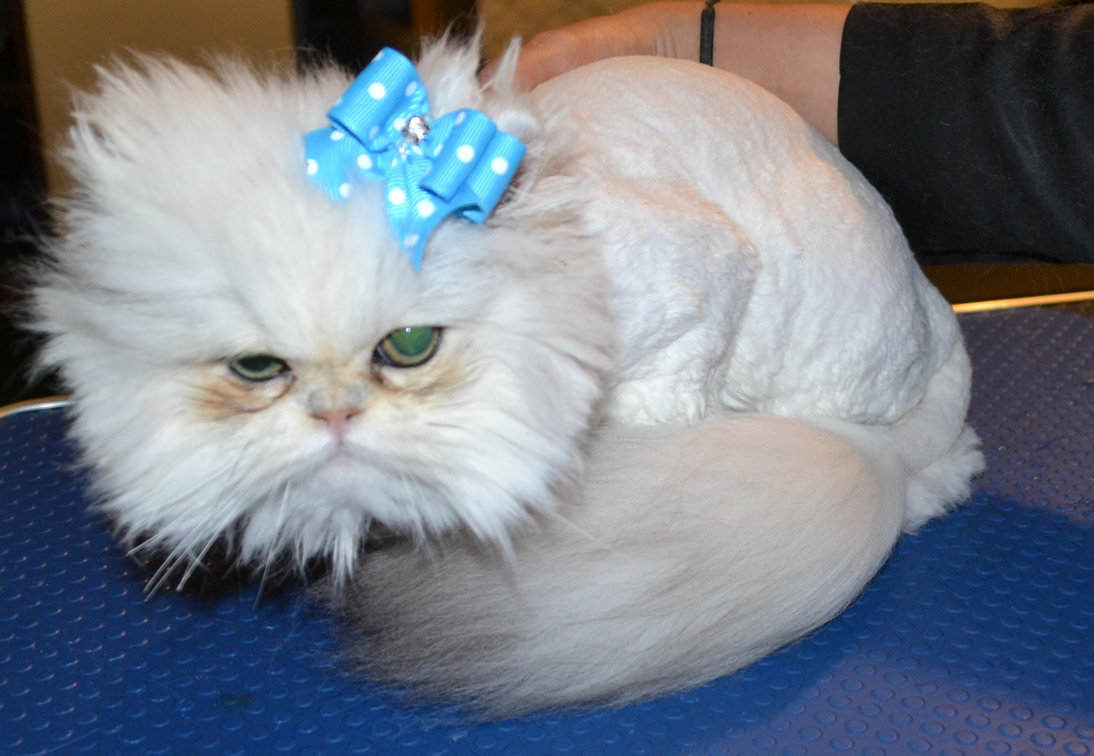 After shot - Yiota is a 6 month old Persian breed who had to be shaved down due to most of her fur being matted to the skin. Pamapered by Kylies Cat Grooming Services Also All Size Dogs.