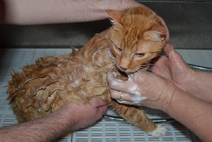 Bath time scub scub! - Sam is a Short Hair Ginger breed pampered by Kylies Cat Grooming Services Also All Size Dogs