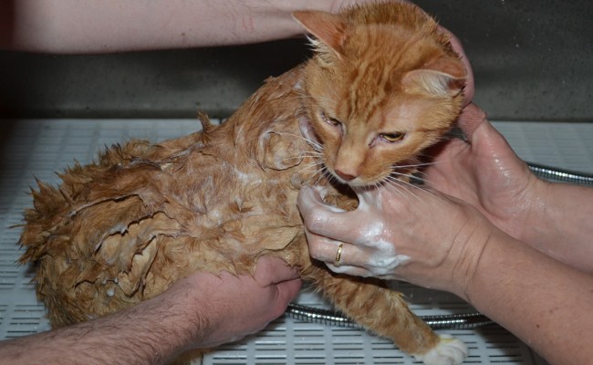 Bath time scub scub! – Sam is a Short Hair Ginger breed pampered by Kylies Cat Grooming Services Also All Size Dogs
