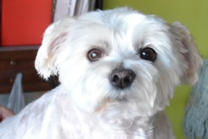 Pebbles is a Maltese Terrier pampered by Kylies Cat Grooming Services Also All Size Dogs