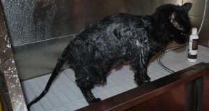 Bath time - Merzbow is a Mainecoon X Domestic breed pampered by Kylies Cat Grooming Services Also All Size Dogs