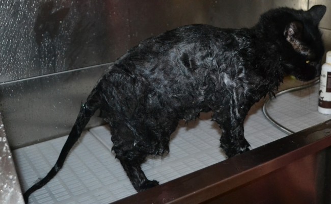 Bath time –  Merzbow is a Mainecoon X Domestic breed pampered by Kylies Cat Grooming Services Also All Size Dogs