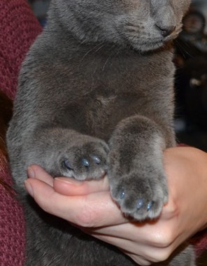 Jenkins is a 4 Month old Short Hair Domestic who came in for some Glitter Blue Softpaw Nail Caps. Pampered by Kylies Cat Grooming Services Also All Size Dogs.