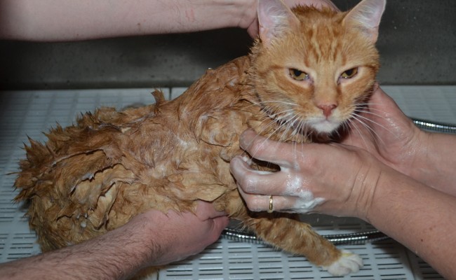 Bath time scub scub! – Sam is a Short Hair Ginger breed pampered by Kylies Cat Grooming Services Also All Size Dogs
