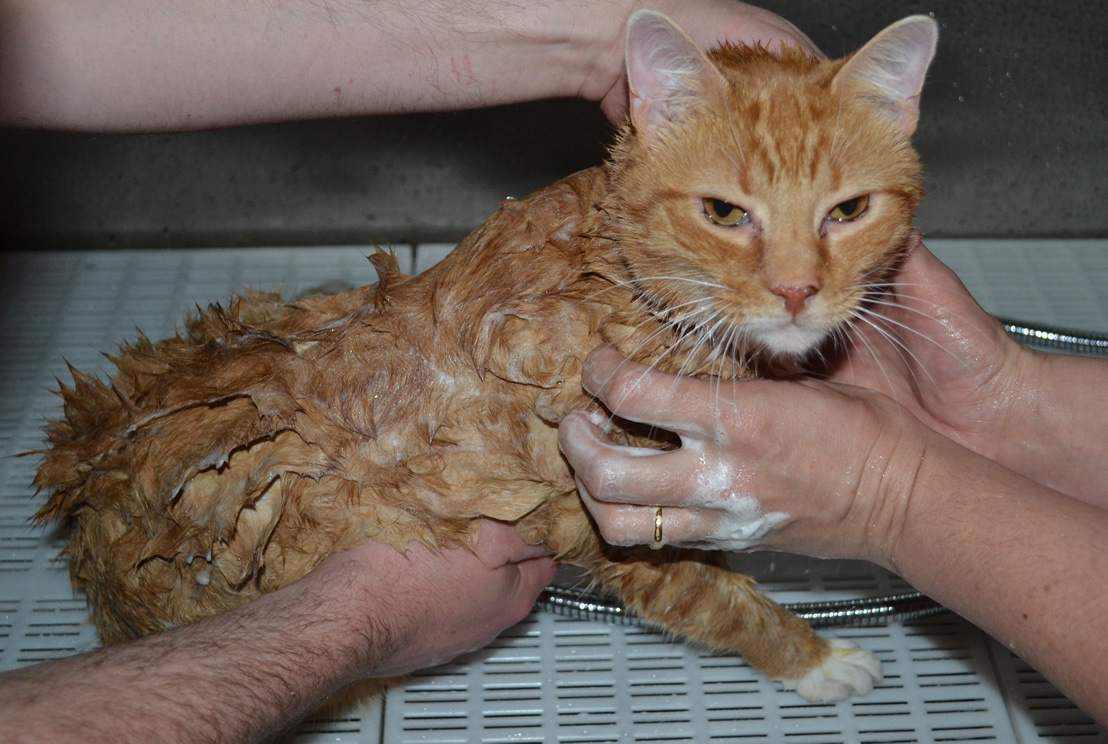 Bath time scub scub! - Sam is a Short Hair Ginger breed pampered by Kylies Cat Grooming Services Also All Size Dogs