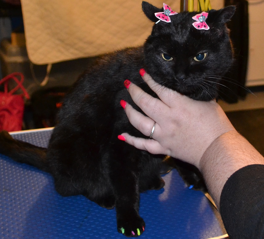 Salem is a short hair domestic who came in for a good brush out, wash n blow dry, nail clipping and some colorful Softpaw nail Caps. Pampered by Kylies Cat Grooming Services Also All Size Dogs.