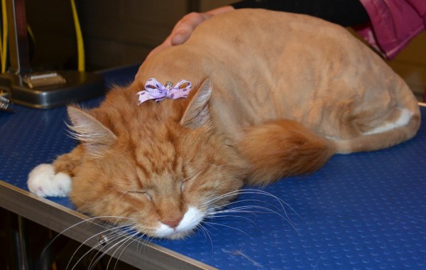 Charlie Mustard is a Mainecoon Breed pampered by Kylies Cat Grooming Services Also All Size Dogs