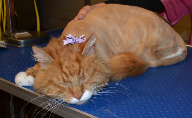 Charlie Mustard is a Mainecoon Breed pampered by Kylies Cat Grooming Services Also All Size Dogs