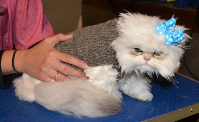 After shot – Yiota is a 6 month old Persian breed who had to be shaved down due to most of her fur being matted to the skin.  Pamapered by Kylies Cat Grooming Services Also All Size Dogs.