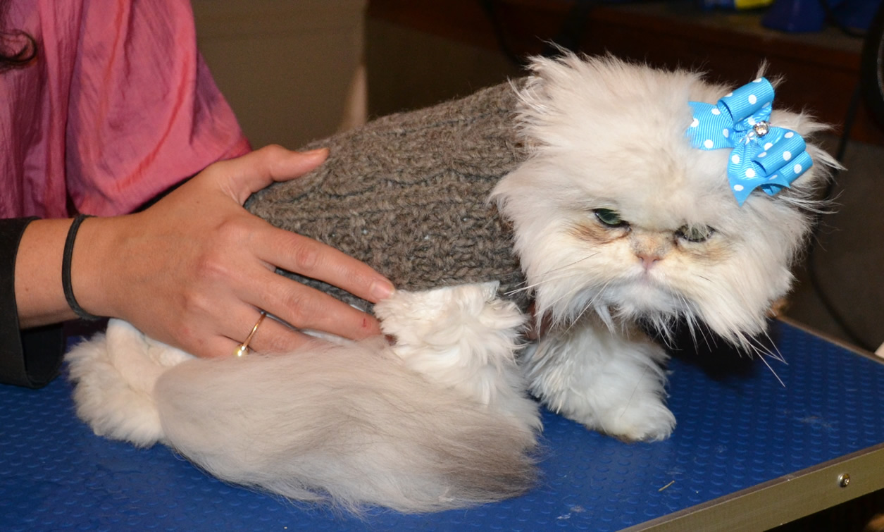 After shot - Yiota is a 6 month old Persian breed who had to be shaved down due to most of her fur being matted to the skin. Pamapered by Kylies Cat Grooming Services Also All Size Dogs.