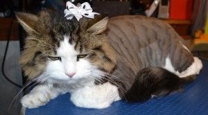 Brook is a Medium Hair Tabby breed pampered by Kylies Cat Grooming Services Also All Size Dogs
