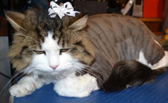 Brook is a Medium Hair Tabby breed pampered by Kylies Cat Grooming Services Also All Size Dogs