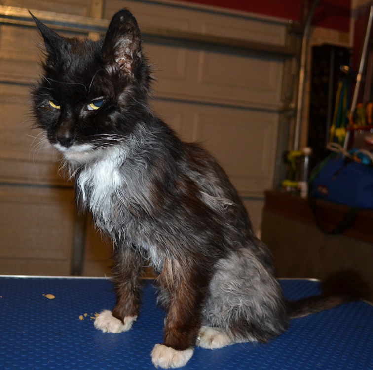 After shot- Sam is a 17 year old Norwegian Forest Cat who has Hyperthyroidism for the last 2 years which makes him very thin and also makes his fur all greasy as he is now a sweater. Pampered by Kylies Cat Grooming Services Also All Size Dogs.