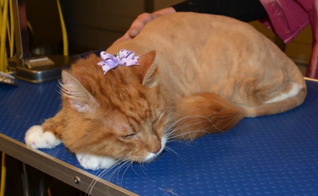 Charlie Mustard is a Mainecoon Breed pampered by Kylies Cat Grooming Services Also All Size Dogs