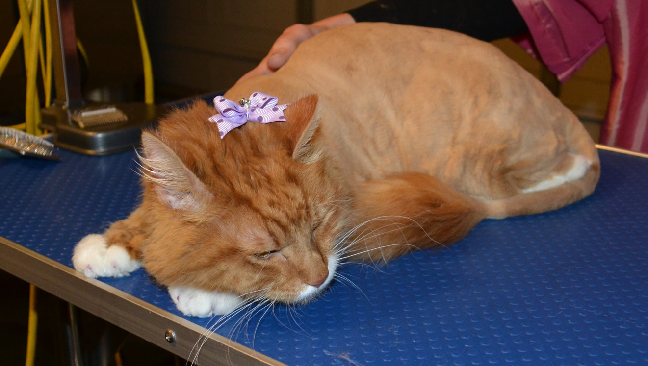 Charlie Mustard is a Mainecoon Breed pampered by Kylies Cat Grooming Services Also All Size Dogs