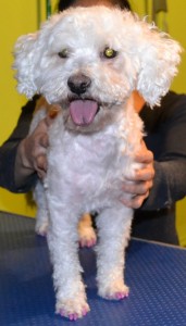 Buddy is a Maltese x Bichon Frise pampered by Kylies Cat Grooming Services Also All Size Dogs