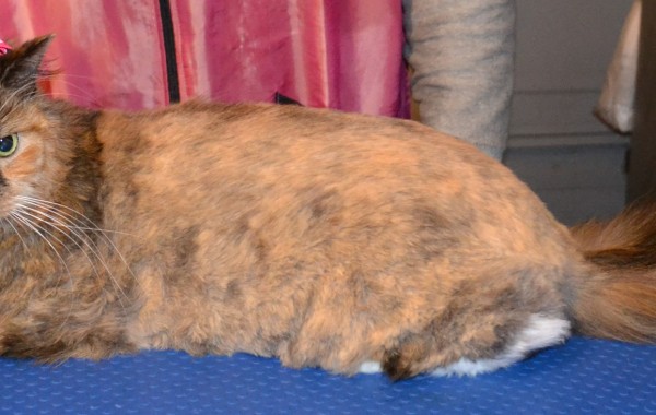 Minka is a Long hair Domestic Breed pampered by Kylies Cat Grooming Services Also All Size Dogs