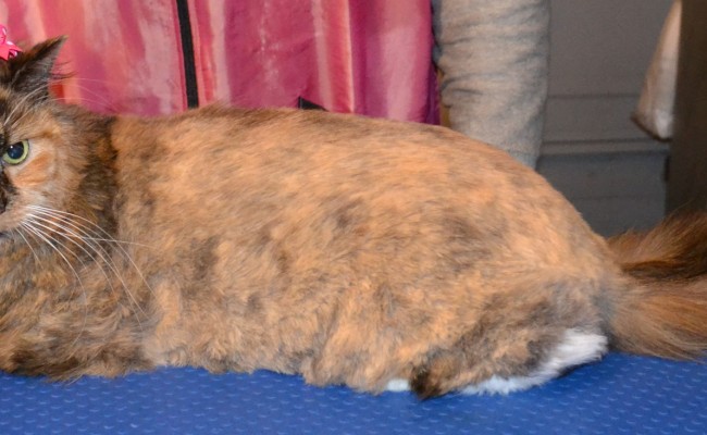 Minka is a Long hair Domestic Breed pampered by Kylies Cat Grooming Services Also All Size Dogs