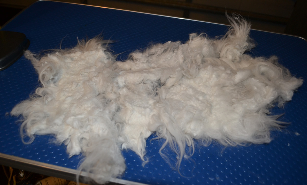 The matted fur that was taken off - Yiota is a 6 month old Persian breed who had to be shaved down due to most of her fur being matted to the skin. Pamapered by Kylies Cat Grooming Services Also All Size Dogs.
