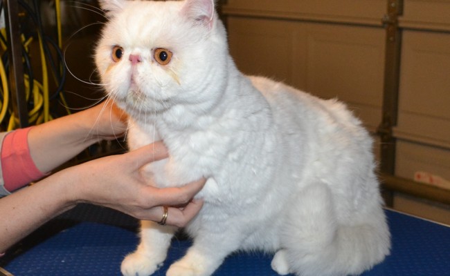 Before – Charlie is a Short hair Persian, he came in for  fur raking, wash n blowdry, nails clipped and Glitter Blue Softpaw nail caps. Pampered by Kylies Cat Grooming Services Also All Size Dogs.