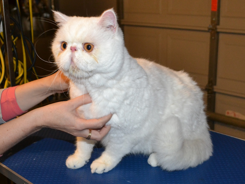 Before – Charlie is a Short hair Persian, he came in for fur raking, wash n  blowdry, nails clipped and Glitter Blue Softpaw nail caps. Pampered by  Kylies Cat Grooming Services Also